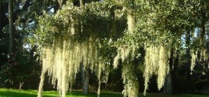 Spanish Moss