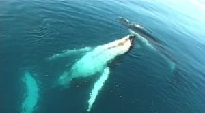 22772_101381796559263_100000623282491_38587_4796360_n