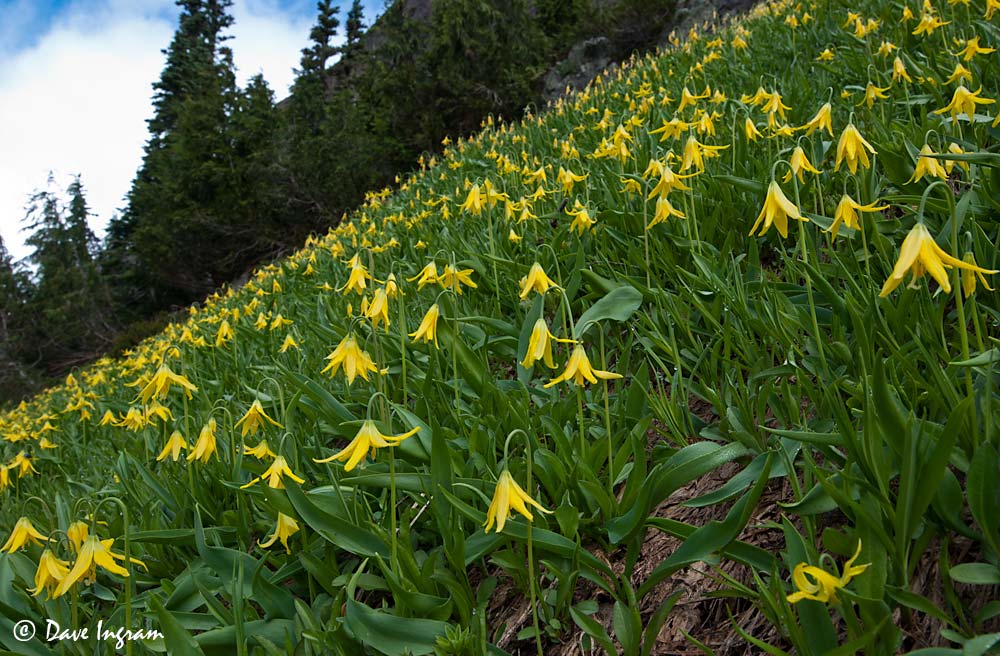 yellow_glacier_lilies
